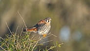 Southeastern American Kestrel - Falco sparverius paulus - on top of oak tree