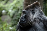 Western Lowland Gorilla