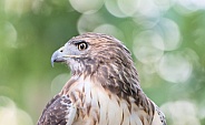 Red-tailed Hawk