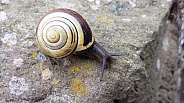 Snail