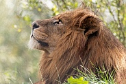African Lion Close Up Side Profile