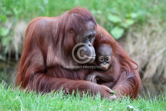 Bornean orangutan (Pongo pygmaeus) Bornean orangutan (Pongo pygmaeus)