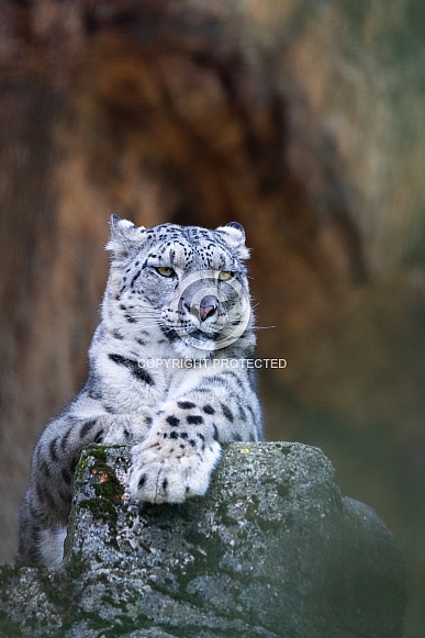 Snow leopard Snow leopard