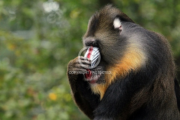 Mandrill Mandrill