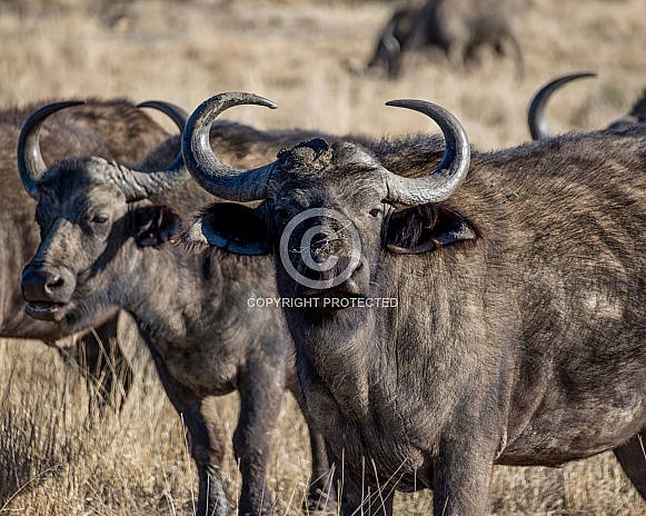 African Buffalo