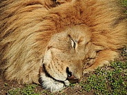 Sleeping male lion