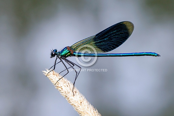 Banded demoiselle (Calopteryx splendens) Banded demoiselle (Calopteryx splendens)