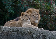 Lion with Lion cub
