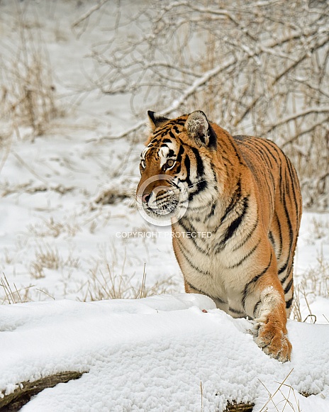 Amur Tiger Amur Tiger