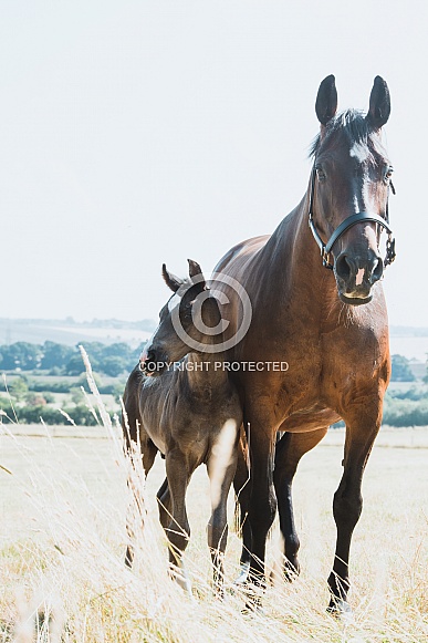 Warmblood Mare and Foal