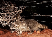 Raccoon, Procyonidae