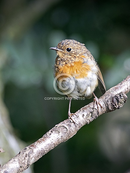 European Robin, Juvenile