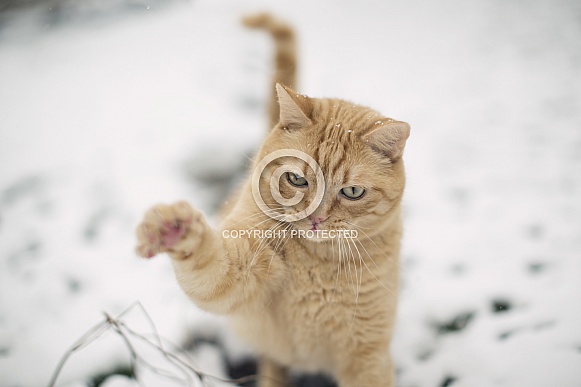 Ginger Cat