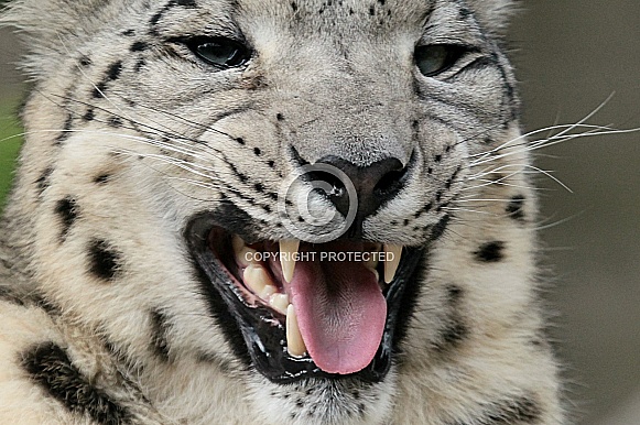 Snow Leopard