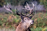 Red deer