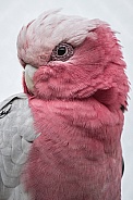 The Galah Cockatoo
