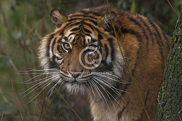 Sumatran Tiger Hiding Behind A Tree