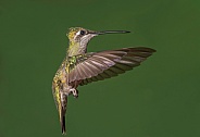 Female Rivoli's or Magnificent Hummingbird
