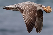 Herring Gull