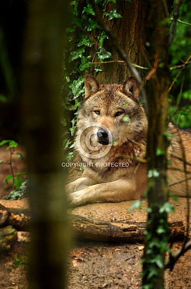 European Grey Wolf (Canis lupus lupus