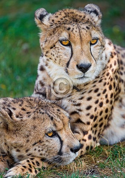Cheetahs Cheetahs