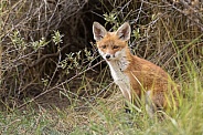 Young red fox cub in nature