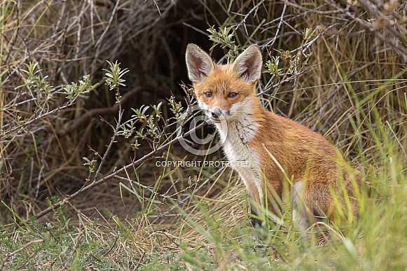 Young red fox cub in nature
