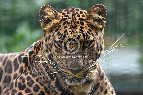 African Leopard