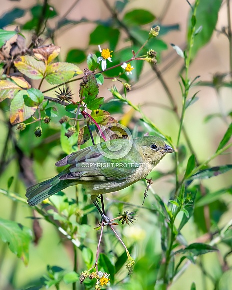 Painted Bunting (Passerina ciris)