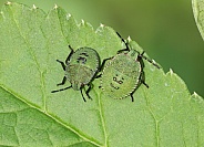 Green Shieldbug