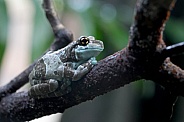 Amazon milk frog (Trachycephalus resinifictrix)