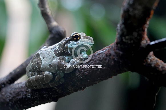 Amazon milk frog (Trachycephalus resinifictrix)