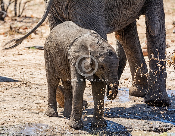 Elephant Calf