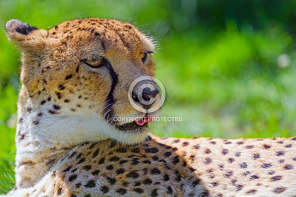 Cheetah relaxing