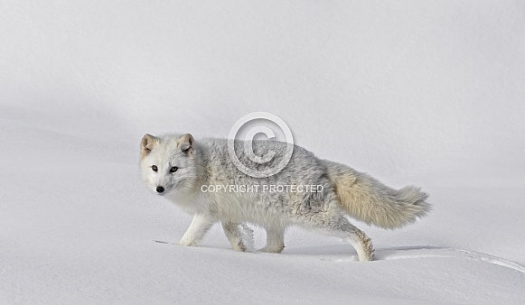 Arctic Fox-Arctic Fox in Winter Arctic Fox-Arctic Fox in Winter