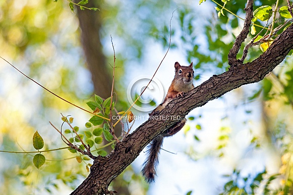 Wild squirrel