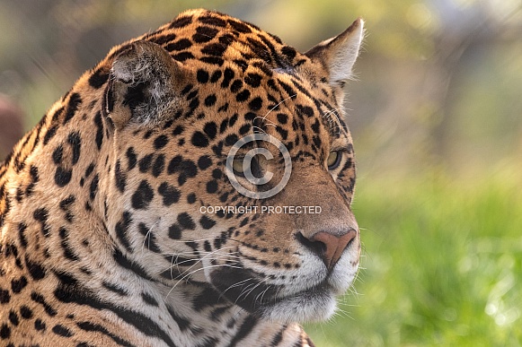 Jaguar Close Up Face Shot Jaguar Close Up Face Shot