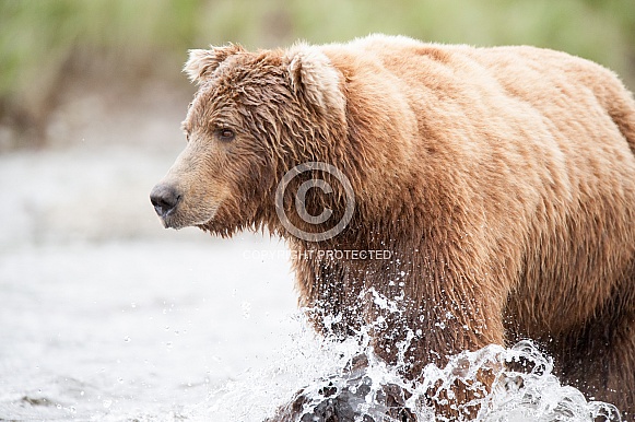 Wild Alaskan Brown Bear fishing Wild Alaskan Brown Bear fishing