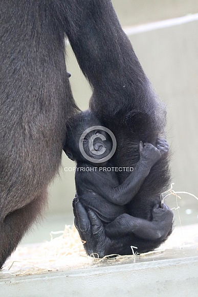 baby gorilla baby gorilla