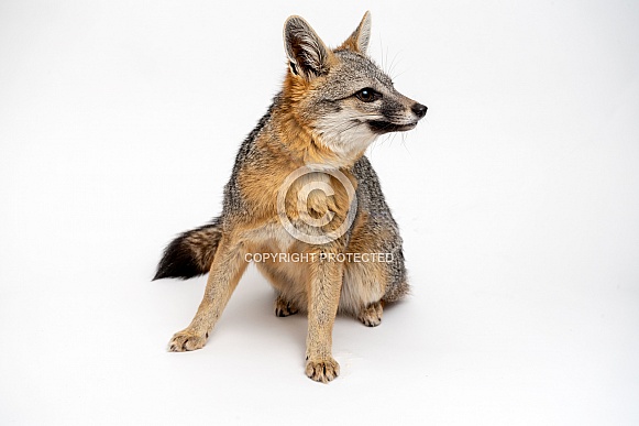 Gray Fox on Isolated on White Gray Fox on Isolated on White