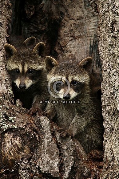 Baby Raccoons