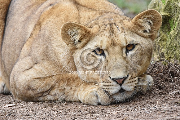 African Lion