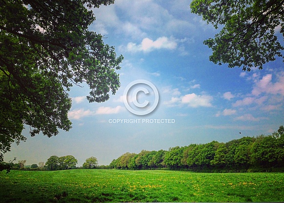Summer Field