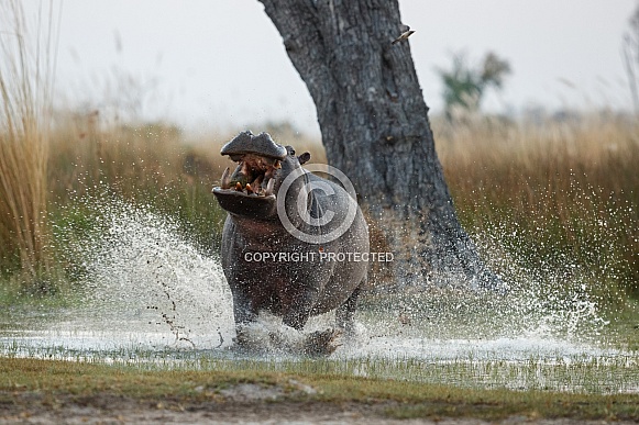 Aggressive hippo male fake attack
