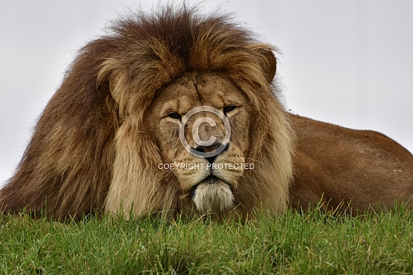 African Lion