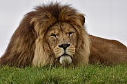 African Lion