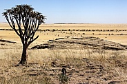 Quiver Tree - Namib Naukluft in Namibia