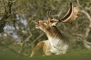 Fallow Deer