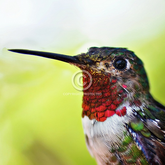 Hummingbird - Broad-tailed Portrait