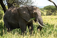 Elephant eating grass in the shade